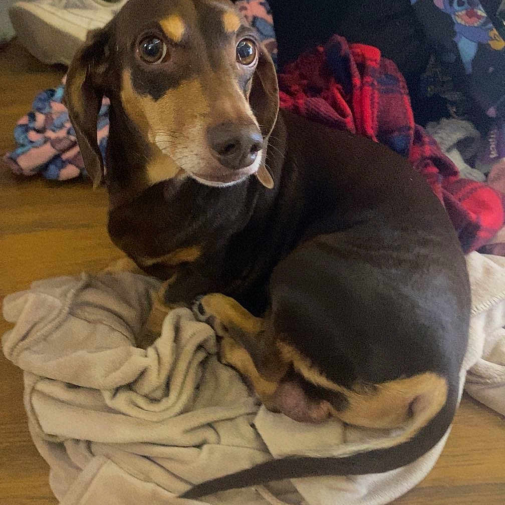 Reecie is registered to the contest to win money with this photo: animal, blanket, canine, clothing, dog, face, footwear, furniture, head, homedecor, hound, indoors, laundry, linen, person, pet, photography, portrait, puppy, shoe