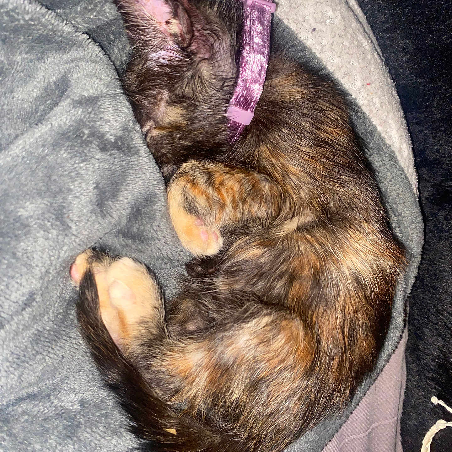 Nola Claire
