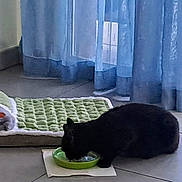 Jazz a rejoint le concours — aidez-le/la à gagner de superbes lots ! cat, black_cat, pet_bed, green_bowl, floor, tile_floor, curtains, blue_curtains, indoor, daylight, corner, feeding, animal, feline, home, cozy, quiet, resting_place, food, domestic