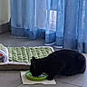 cat, black_cat, pet_bed, green_bowl, floor, tile_floor, curtains, blue_curtains, indoor, daylight, corner, feeding, animal, feline, home, cozy, quiet, resting_place, food, domestic