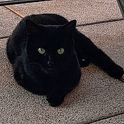 Jazz a rejoint le concours — aidez-le/la à gagner de superbes lots ! black_cat, cat, green_eyes, pet, animal, outdoor, patio, floor, relaxed, alert, feline, cute, domestic_cat, whiskers, sitting, resting, one_paw_out, texture, shadow, sunlight