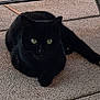 black_cat, cat, green_eyes, pet, animal, outdoor, patio, floor, relaxed, alert, feline, cute, domestic_cat, whiskers, sitting, resting, one_paw_out, texture, shadow, sunlight