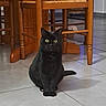 Jazz participe au concours pour gagner de l'argent avec cette photo : cat, black_cat, indoor, floor, tile_floor, wooden_chair, furniture, pet, animal, yellow_eyes, sitting, looking, curious, domestic_cat, home, quiet, still_life, shadow, mammal, cute