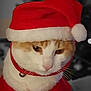 Simba participe au concours pour gagner de l'argent avec cette photo : animal, bell, blurred_background, cat, christmas, collar, costume, cute, feline, festive, holiday, indoor, mirror, orange_fur, pet, portrait, red_clothing, santa_hat, whiskers, white_fur