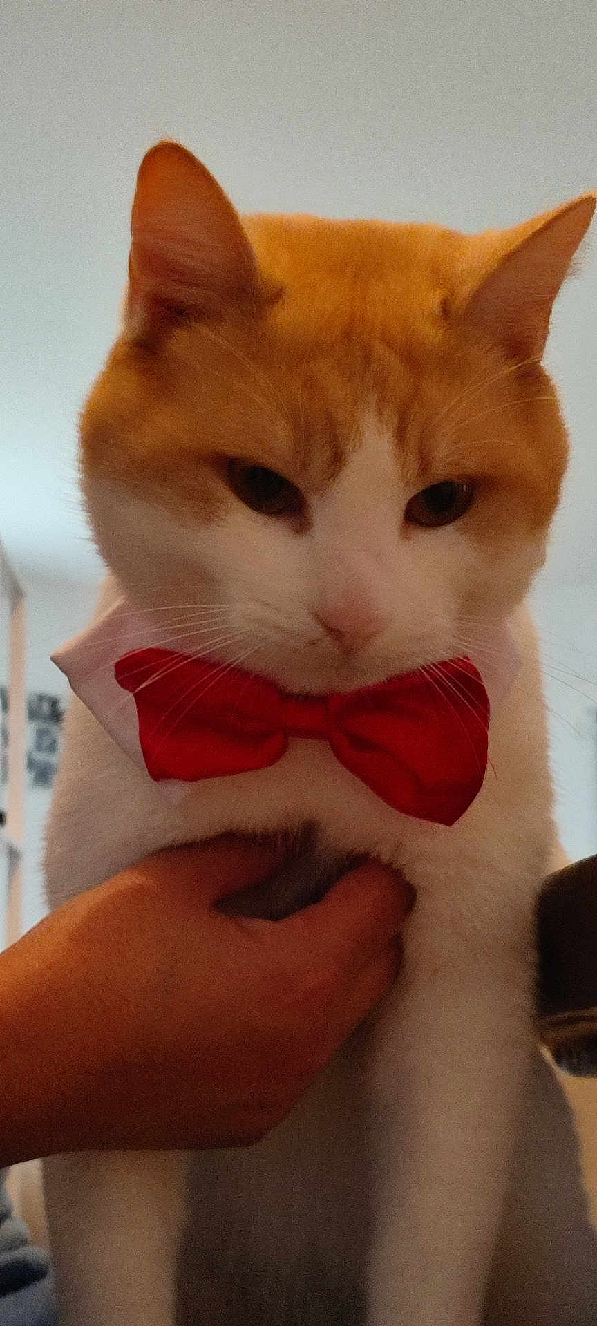 Simba