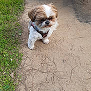Marius participe au concours pour gagner de l'argent avec cette photo : accessories, affenpinscher, animal, canine, cockerspaniel, dog, flagstone, grass, leash, papillon, path, pet, plant, poodle, puppy, soil, strap, terrier, walkway, whitedog