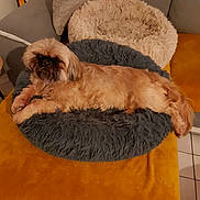 Swetty participe au concours pour gagner de l'argent avec cette photo : affenpinscher, animal, canine, cat, chair, cockerspaniel, couch, cushion, dog, dogbed, furniture, homedecor, person, pet, poodle, puppy, terrier