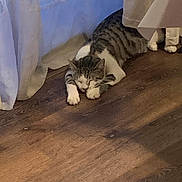 Chip joined the competition — help win amazing prizes! cat, sleeping, wooden_floor, curtains, tablecloth, indoor, pet, relaxation, tabby_cat, white_paws, cozy, resting, feline, domestic_cat, quiet, calm, home, animal, floor, paws