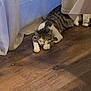 cat, sleeping, wooden_floor, curtains, tablecloth, indoor, pet, relaxation, tabby_cat, white_paws, cozy, resting, feline, domestic_cat, quiet, calm, home, animal, floor, paws