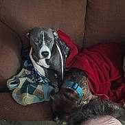 Bosco is registered to the contest to win money with this photo: dog, blanket, couch, brown, pet, indoor, fur, collar, snuggle, resting, animal, cozy, relaxed, seated, two_dogs, fabric, comfort, canine, household, wrapped