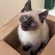 Tito joined the competition — help win amazing prizes! kitten, cat, siamese, blue_eyes, cardboard_box, pet, animal, cute, feline, indoor, young, fur, whiskers, curious, small, domestic_animal, looking_up, sitting, adorable, box