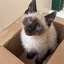 kitten, cat, siamese, blue_eyes, cardboard_box, pet, animal, cute, feline, indoor, young, fur, whiskers, curious, small, domestic_animal, looking_up, sitting, adorable, box