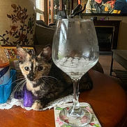 Sunshine joined the competition — help win amazing prizes! cat, couch, cozy, curious, decor, figurines, furniture, glass_cabinet, ice, indoor, kitten, lace_doily, living_room, people, pets, table, television, vase, wine_glass, wooden_table