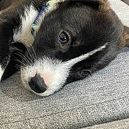 Milo joined the competition — help win amazing prizes! puppy, dog, black_and_white, close_up, lying_down, couch, pet, cute, sleepy, collar, whiskers, nose, fur, domestic_animal, indoor, resting, portrait, texture, cozy, young