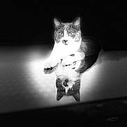 Angel participe au concours pour gagner de l'argent avec cette photo : cat, black_and_white, reflection, spotlight, animal, pet, feline, lying_down, mirror_image, portrait, indoor, whiskers, ears, eyes, paws, fur, quiet, calm, contrast, shadow