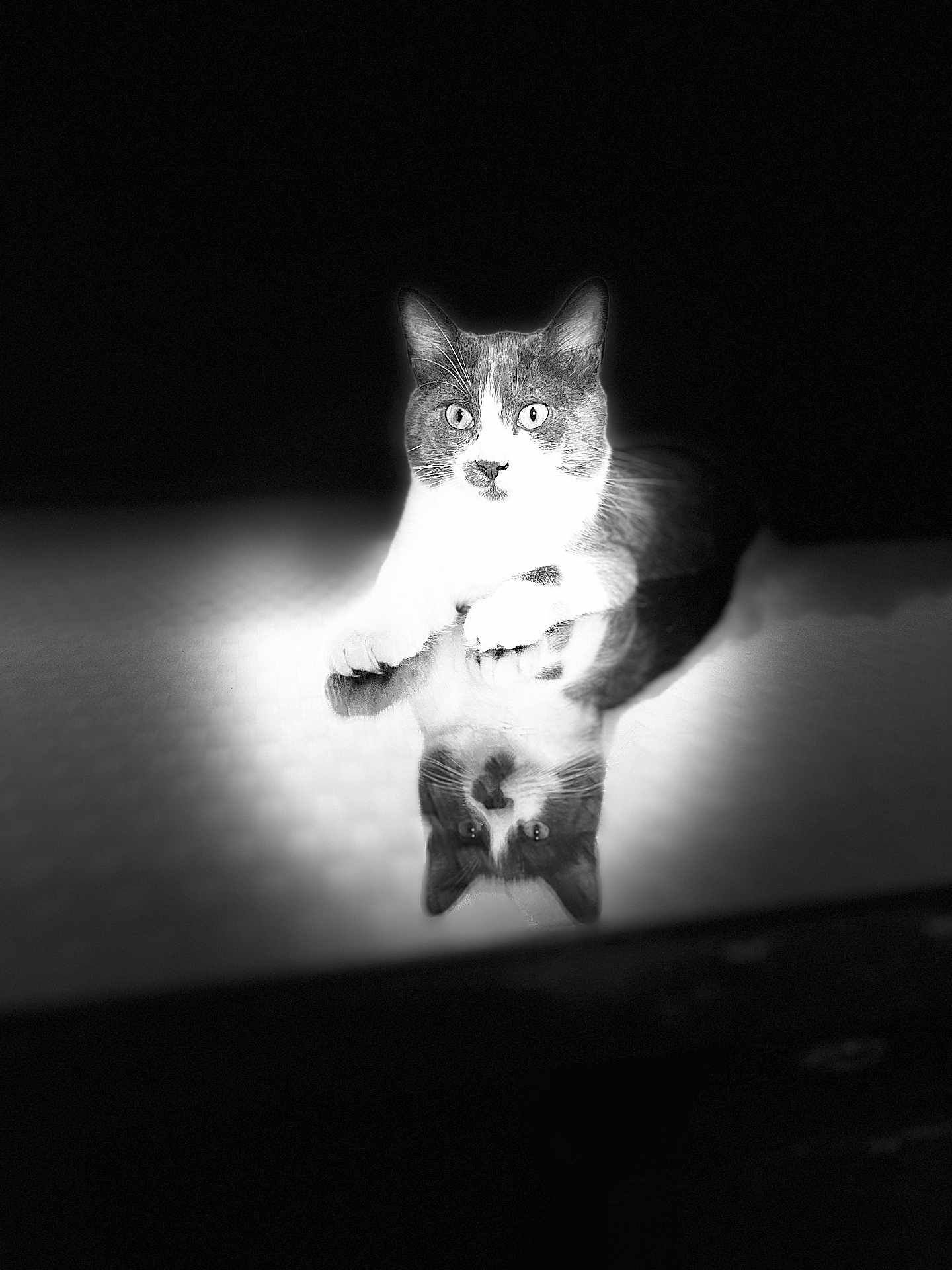Angel participe au concours pour gagner de l'argent avec cette photo : cat, black_and_white, reflection, spotlight, animal, pet, feline, lying_down, mirror_image, portrait, indoor, whiskers, ears, eyes, paws, fur, quiet, calm, contrast, shadow