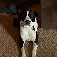 Drake is registered to the contest to win money with this photo: animal, black_and_white, calm, canine, carpet, collar, couch, cozy, dog, domestic, floor, furniture, home, indoor, looking_at_camera, lying_down, obedient, pet_bed, portrait, quiet