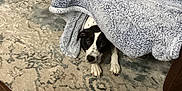Drake is registered to the contest to win money with this photo: animal, black_and_white_dog, blanket, blanket_fort, bookshelf, carpet, covered, cozy, dog, floor, furniture, hiding, home, indoor, legs, living_room, patterned_rug, peeking, pet, resting