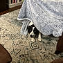 animal, black_and_white_dog, blanket, blanket_fort, bookshelf, carpet, covered, cozy, dog, floor, furniture, hiding, home, indoor, legs, living_room, patterned_rug, peeking, pet, resting