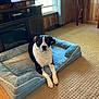 Drake joined the competition — help win amazing prizes! animal, black_and_white, calm, carpet, comfortable, cozy, dog, dog_bed, domestic, furniture, home, indoor, living_room, looking_at_camera, lying_down, natural_light, pet, relaxed, window, wood_paneling