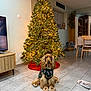 dog, christmas_tree, christmas_lights, festive_sweater, living_room, tiled_floor, wooden_furniture, television, dining_table, chair, holiday, decorations, pine_cones, window, plant, basket, blanket, toy, indoors, pet