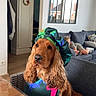 Vagabond a rejoint le concours — aidez-le/la à gagner de superbes lots ! dog, golden_brown, chef_hat, apron, table, chair, living_room, child, couch, relaxed, window, mirror, wooden_floor, indoor, home, pet, animal, portrait, seated, colorful