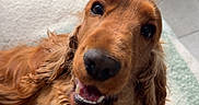 Vagabond a rejoint le concours — aidez-le/la à gagner de superbes lots ! dog, golden_retriever, pet, smiling, lying_down, fur, indoor, blanket, cozy, happy, canine, animal, cute, portrait, long_hair, looking_up, friendly, domestic, mammal, companion