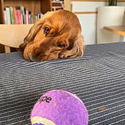 Vagabond a rejoint le concours — aidez-le/la à gagner de superbes lots ! dog, golden_brown, tennis_ball, striped_fabric, indoor, bookshelf, plant, table, wooden_chair, cozy, pet, longing, head_resting, brown_eyes, fur, toy, home, background, shelf, relaxed
