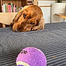 dog, golden_brown, tennis_ball, striped_fabric, indoor, bookshelf, plant, table, wooden_chair, cozy, pet, longing, head_resting, brown_eyes, fur, toy, home, background, shelf, relaxed