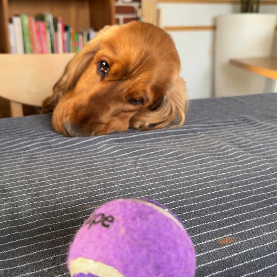 Vagabond a rejoint le concours — aidez-le/la à gagner de superbes lots ! dog, golden_brown, tennis_ball, striped_fabric, indoor, bookshelf, plant, table, wooden_chair, cozy, pet, longing, head_resting, brown_eyes, fur, toy, home, background, shelf, relaxed