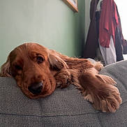 Vagabond participe au concours pour gagner de l'argent avec cette photo : dog, puppy, golden_retriever, couch, indoor, relaxed, sleepy, fur, pet, animal, home, wall_art, green_wall, coat_rack, clothing, soft_light, close_up, resting, cute, companion