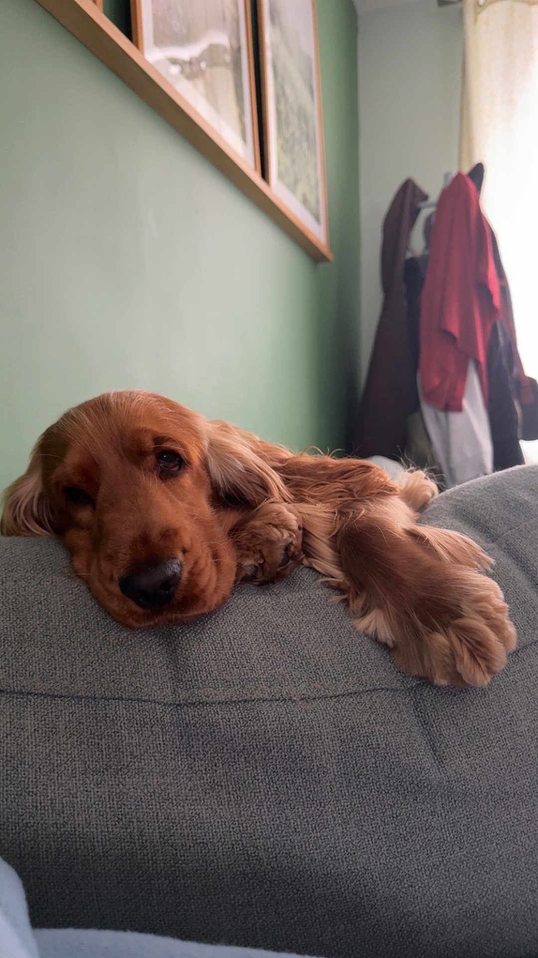 Vagabond participe au concours pour gagner de l'argent avec cette photo : dog, puppy, golden_retriever, couch, indoor, relaxed, sleepy, fur, pet, animal, home, wall_art, green_wall, coat_rack, clothing, soft_light, close_up, resting, cute, companion