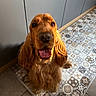 Vagabond participe au concours pour gagner de l'argent avec cette photo : dog, golden_retriever, cocker_spaniel, pet, indoor, floor, tile, patterned_tile, happy, tongue_out, fur, brown_fur, looking_up, close_up, animal, companion, cute, smiling, domestic, canine