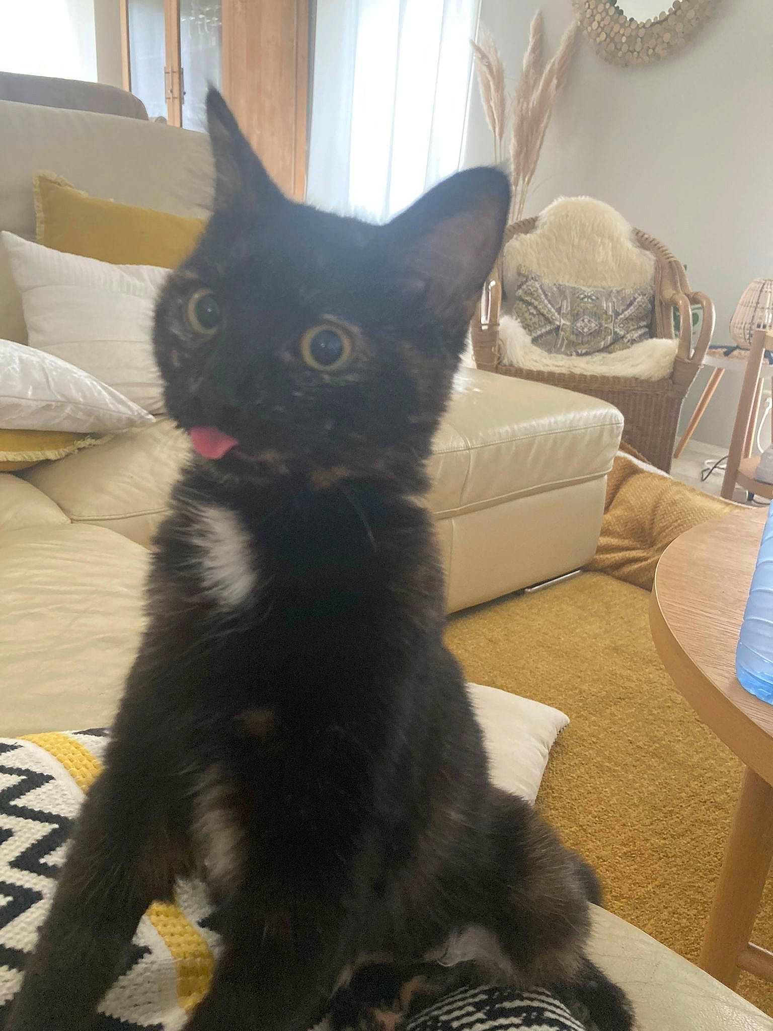 Bambou participe au concours pour gagner de l'argent avec cette photo : black_cat, carnivore, cat, chair, claw, comfort, couch, domestic_short_haired_cat, felidae, fur, grey, living_room, mirror, paw, picture_frame, small_to_medium_sized_cats, snout, tail, whiskers, window