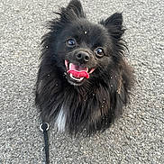 Pluton participe au concours pour gagner de l'argent avec cette photo : dog, black_dog, fluffy, tongue_out, happy, pet, leash, outdoor, gravel, closeup, small_dog, smiling, ears_up, fur, canine, animal, companion, cute, playful, friendly