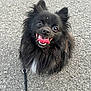 dog, black_dog, fluffy, tongue_out, happy, pet, leash, outdoor, gravel, closeup, small_dog, smiling, ears_up, fur, canine, animal, companion, cute, playful, friendly