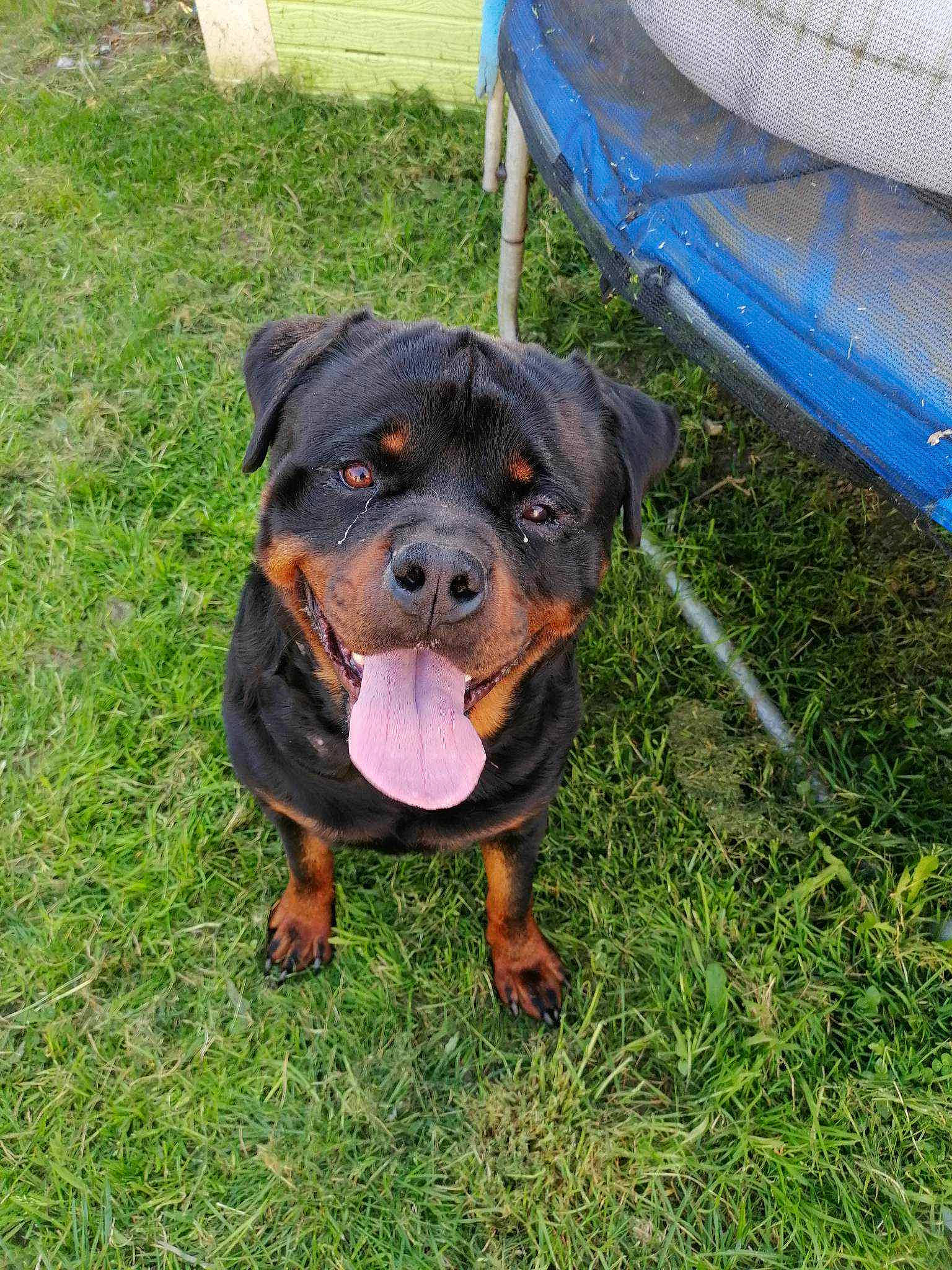 Starko participe au concours pour gagner de l'argent avec cette photo : canidae, carnivore, chair, companion_dog, dog, dog_breed, grass, guard_dog, hunting_dog, outdoor_furniture, personal_protective_equipment, rottweiler, snout, sporting_group, terrestrial_animal, working_animal, working_dog