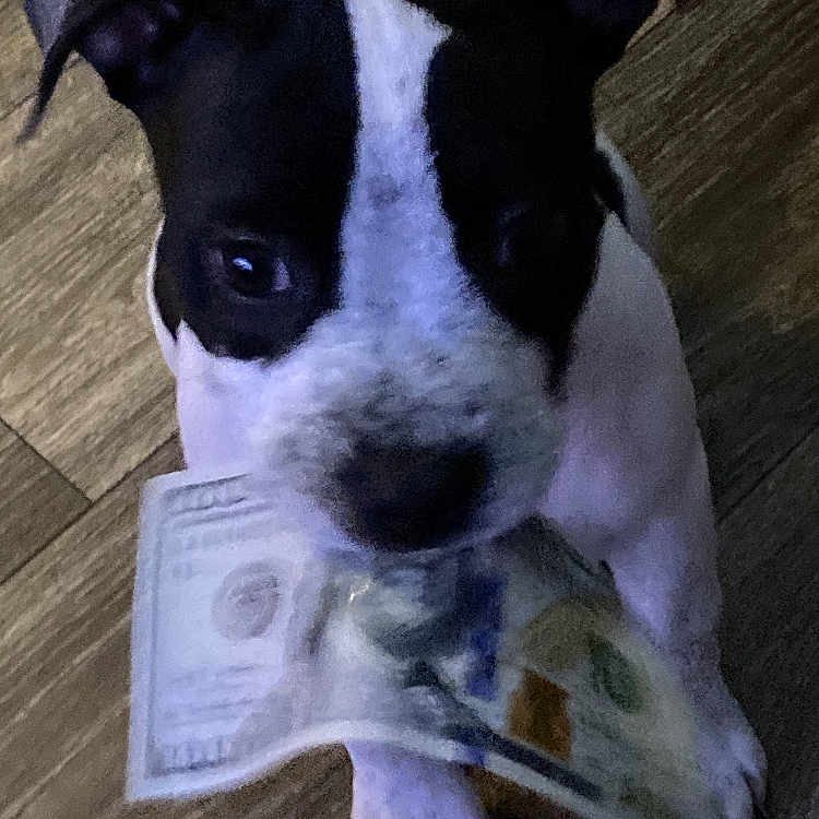 Diamond joined the competition — help win amazing prizes! art, canidae, carnivore, collar, companion_dog, dog, dog_breed, hardwood, non_sporting_group, pet_supply, snout, sporting_group, terrestrial_animal, whiskers, wood, working_animal