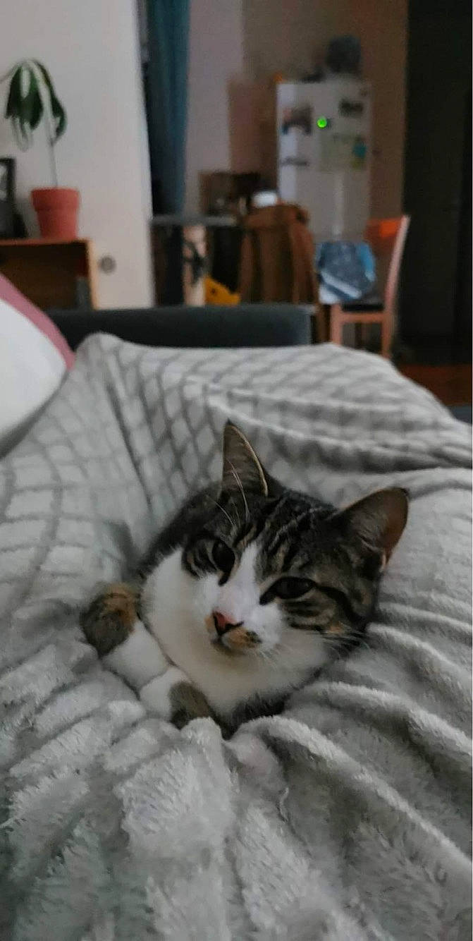 Simba Et Kiwi a rejoint le concours — aidez-le/la à gagner de superbes lots ! bed_sheet, bedding, carnivore, cat, chair, comfort, domestic_short_haired_cat, felidae, flooring, fur, grey, hardwood, houseplant, lamp, linens, room, small_to_medium_sized_cats, snout, whiskers, wood