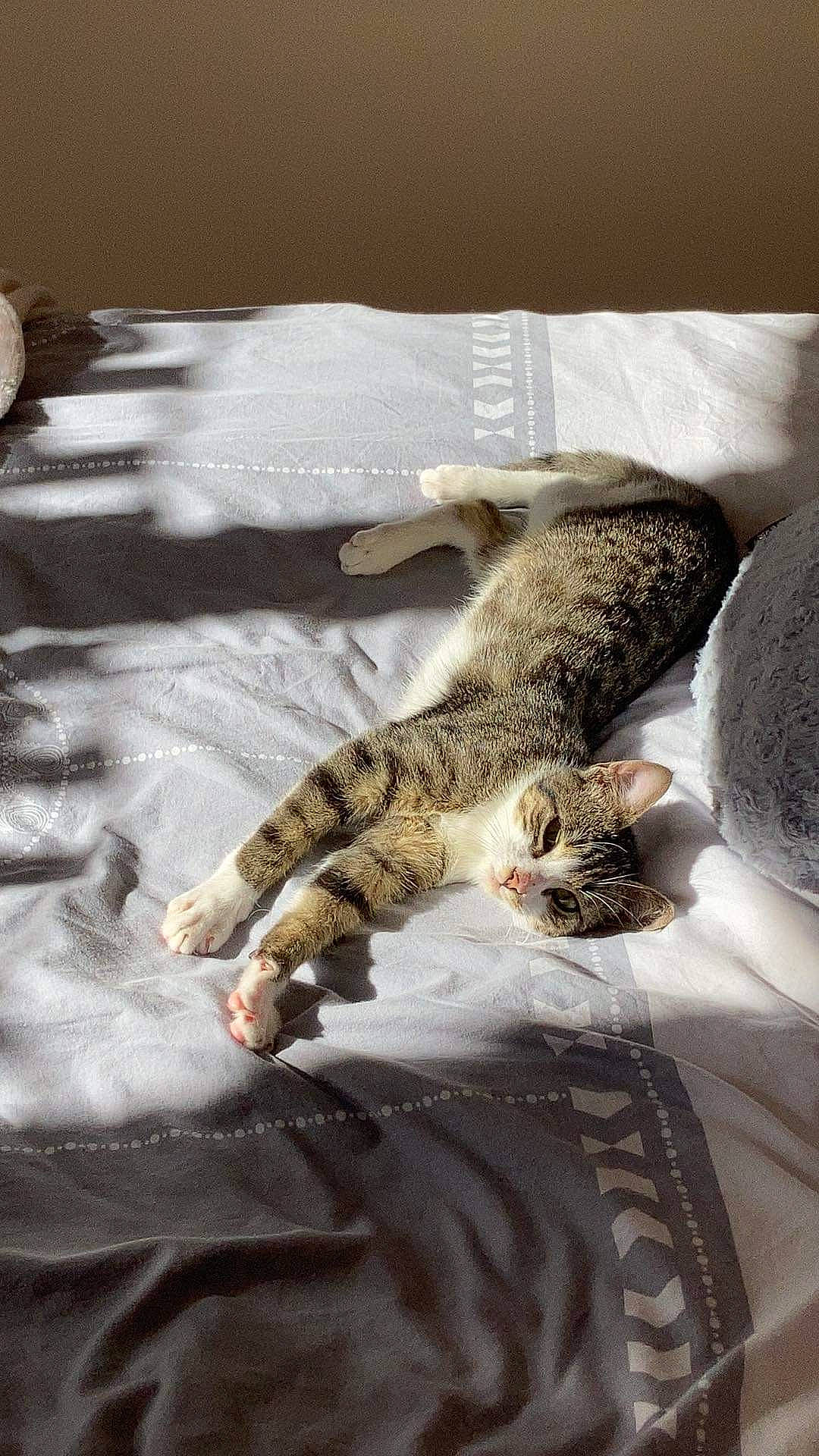 Simba Et Kiwi participe au concours pour gagner de l'argent avec cette photo : bed, bedding, carnivore, cat, claw, comfort, domestic_short_haired_cat, felidae, fur, grey, linens, pattern, paw, room, small_to_medium_sized_cats, tail, terrestrial_animal, textile, whiskers, wood
