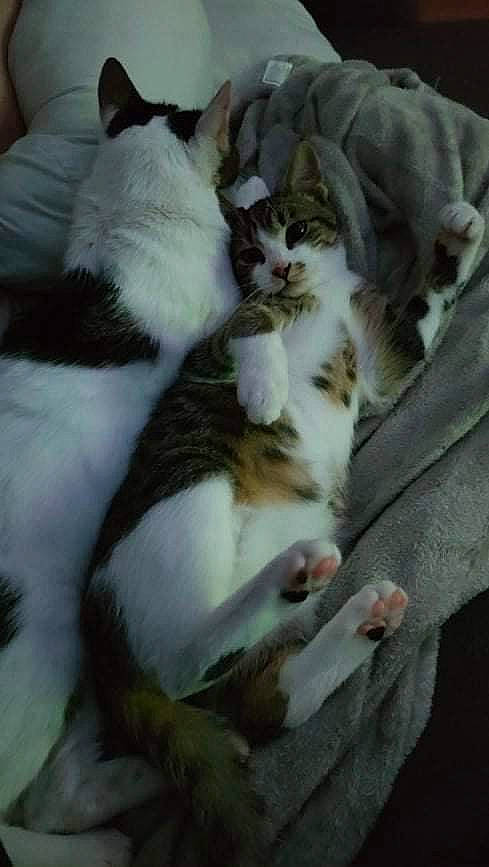 Simba Et Kiwi participe au concours pour gagner de l'argent avec cette photo : carnivore, cat, comfort, domestic_short_haired_cat, felidae, fur, grey, nap, paw, sleep, small_to_medium_sized_cats, tail, whiskers