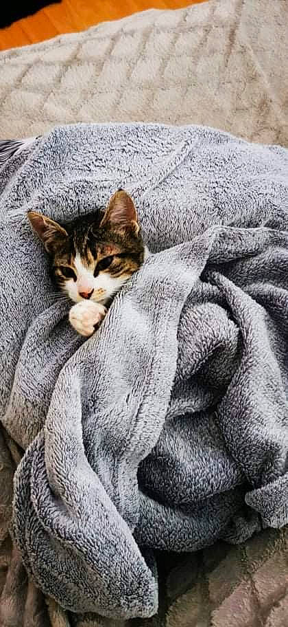 Simba Et Kiwi participe au concours pour gagner de l'argent avec cette photo : art, carnivore, cat, comfort, domestic_short_haired_cat, fawn, felidae, fur, grey, linens, nap, paw, sitting, small_to_medium_sized_cats, snout, tail, terrestrial_animal, tree, whiskers, wildlife