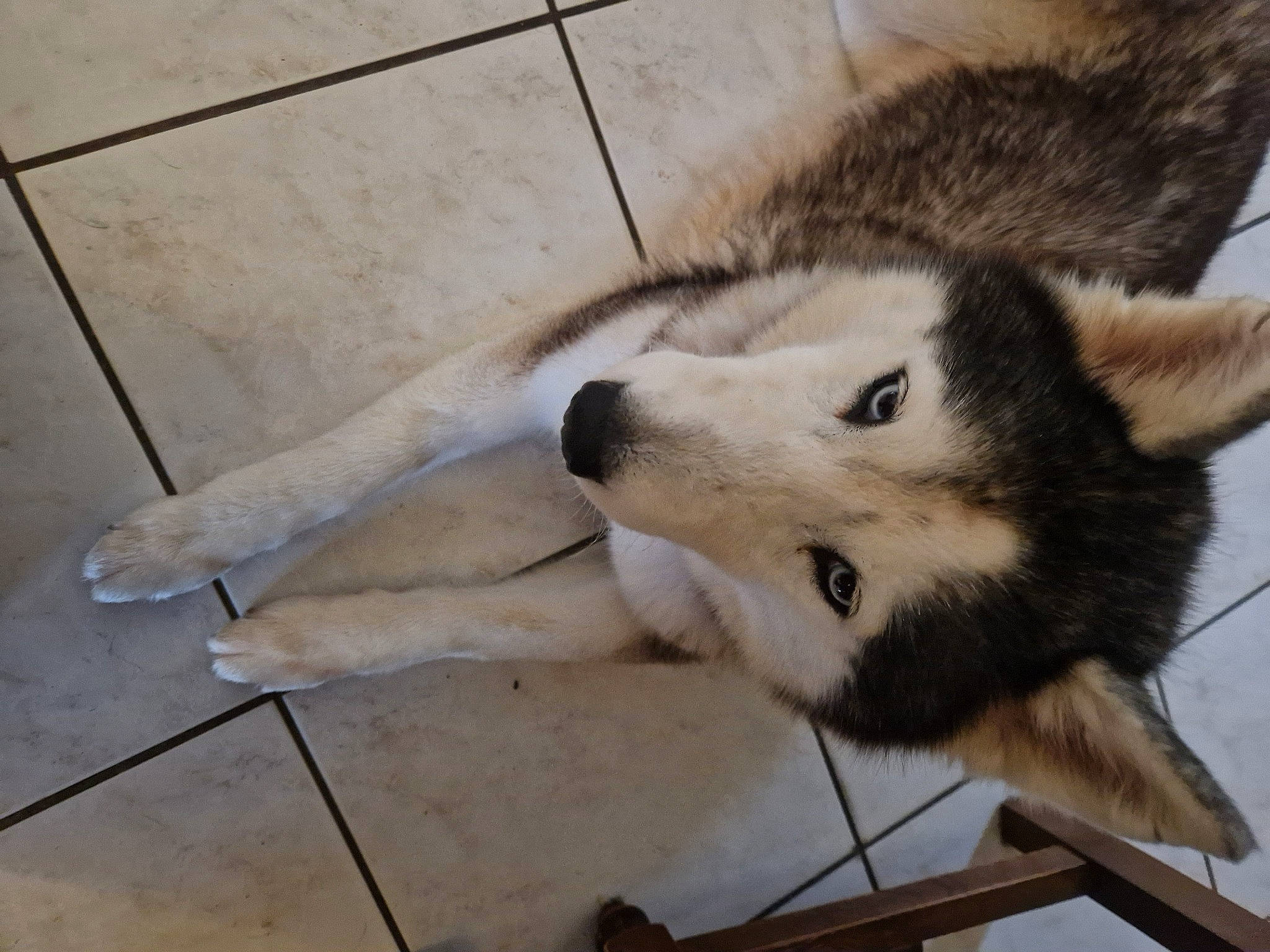 Joyska a rejoint le concours — aidez-le/la à gagner de superbes lots ! ancient_dog_breeds, canidae, canis, carnivore, companion_dog, dog, dog_breed, fawn, flooring, fur, sled_dog, snout, sporting_group, terrestrial_animal, whiskers, wildlife, wolf, wood, working_animal, working_dog