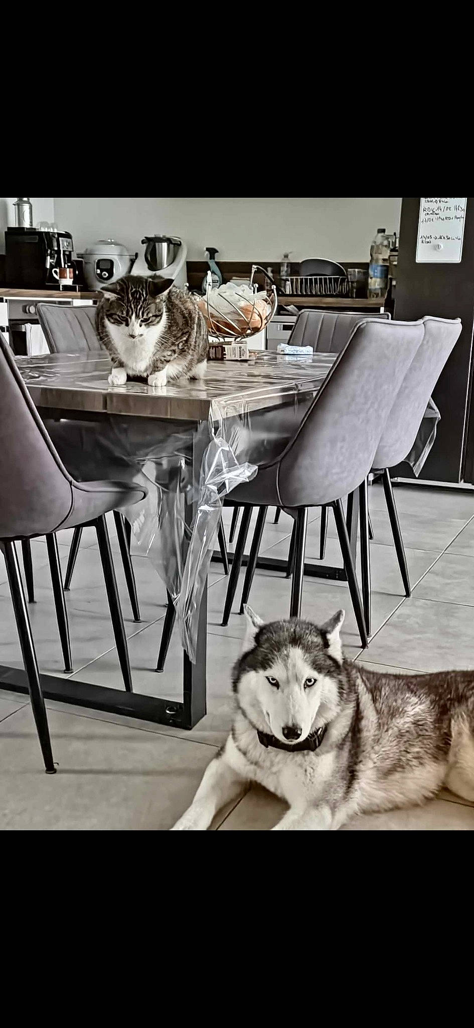 Joyska participe au concours pour gagner de l'argent avec cette photo : black, black_and_white, carnivore, chair, dog, dog_breed, drinkware, floor, flooring, furniture, grey, photograph, sled_dog, style, table, tablecloth, tableware, textile, white, wood