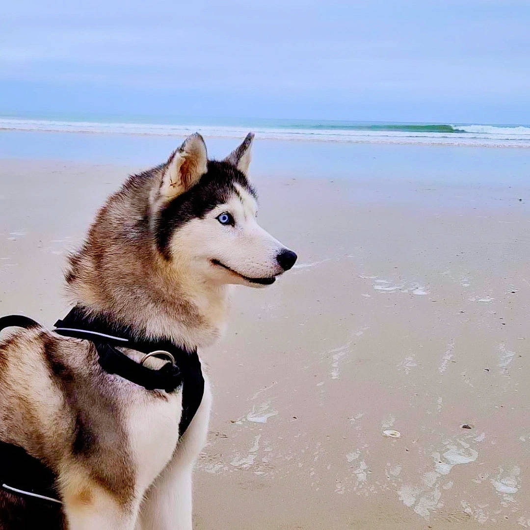 Joyska a rejoint le concours — aidez-le/la à gagner de superbes lots ! beach, canidae, carnivore, collar, companion_dog, dog, dog_breed, dog_collar, leash, ocean, pet_supply, siberian_husky, sky, sled_dog, sporting_group, tail, water, wind_wave, working_animal, working_dog