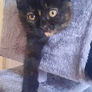 Shadow is registered to the contest to win money with this photo: cat, kitten, tortoiseshell, paw, feline, pet, animal, fur, eyes, curious, indoor, blanket, towel, cozy, soft, texture, closeup, young, cute, resting