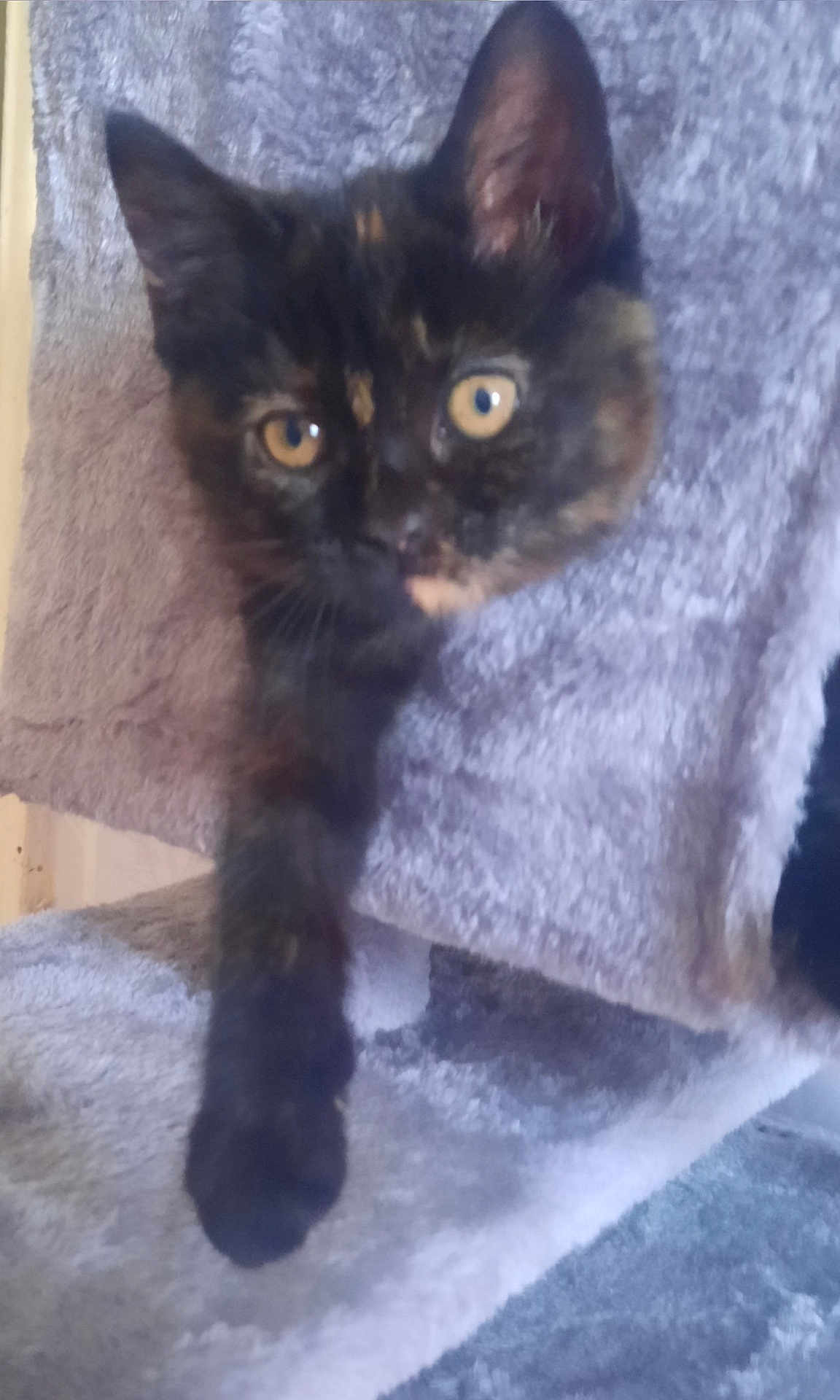 Shadow is registered to the contest to win money with this photo: cat, kitten, tortoiseshell, paw, feline, pet, animal, fur, eyes, curious, indoor, blanket, towel, cozy, soft, texture, closeup, young, cute, resting
