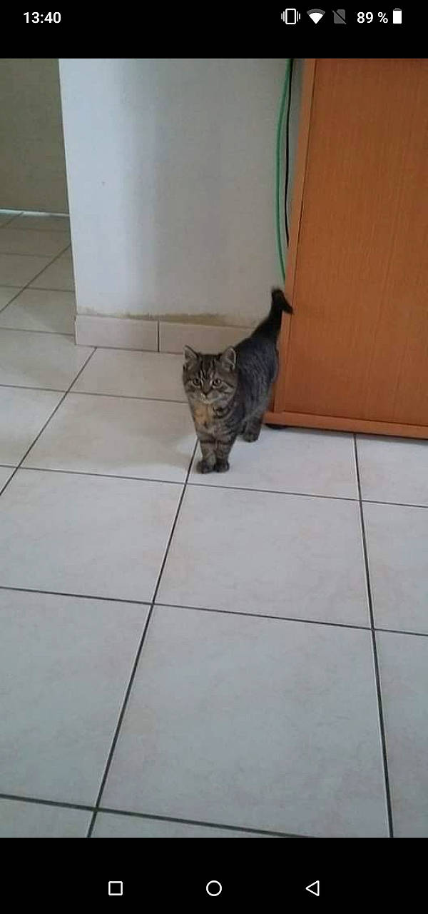 Lucy participe au concours pour gagner de l'argent avec cette photo : bengal, carnivore, cat, domestic_short_haired_cat, egyptian_mau, european_shorthair, fawn, felidae, floor, flooring, kitten, small_to_medium_sized_cats, tabby_cat, tail, tile, whiskers