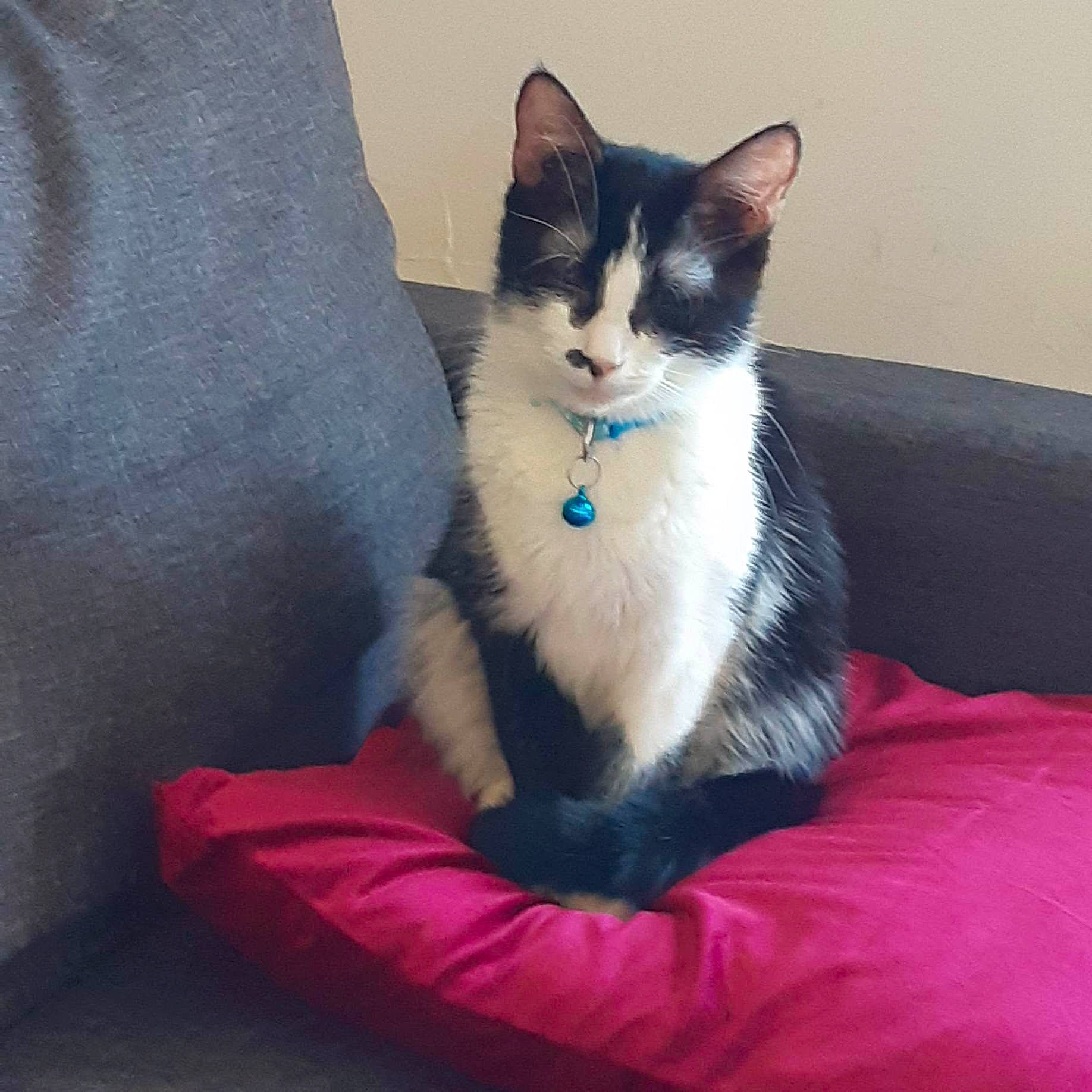 Iris a rejoint le concours — aidez-le/la à gagner de superbes lots ! carnivore, cat, cat_furniture, cat_supply, comfort, couch, domestic_short_haired_cat, electric_blue, eye, felidae, foot, fur, grey, lap, paw, sitting, small_to_medium_sized_cats, snout, tail, whiskers