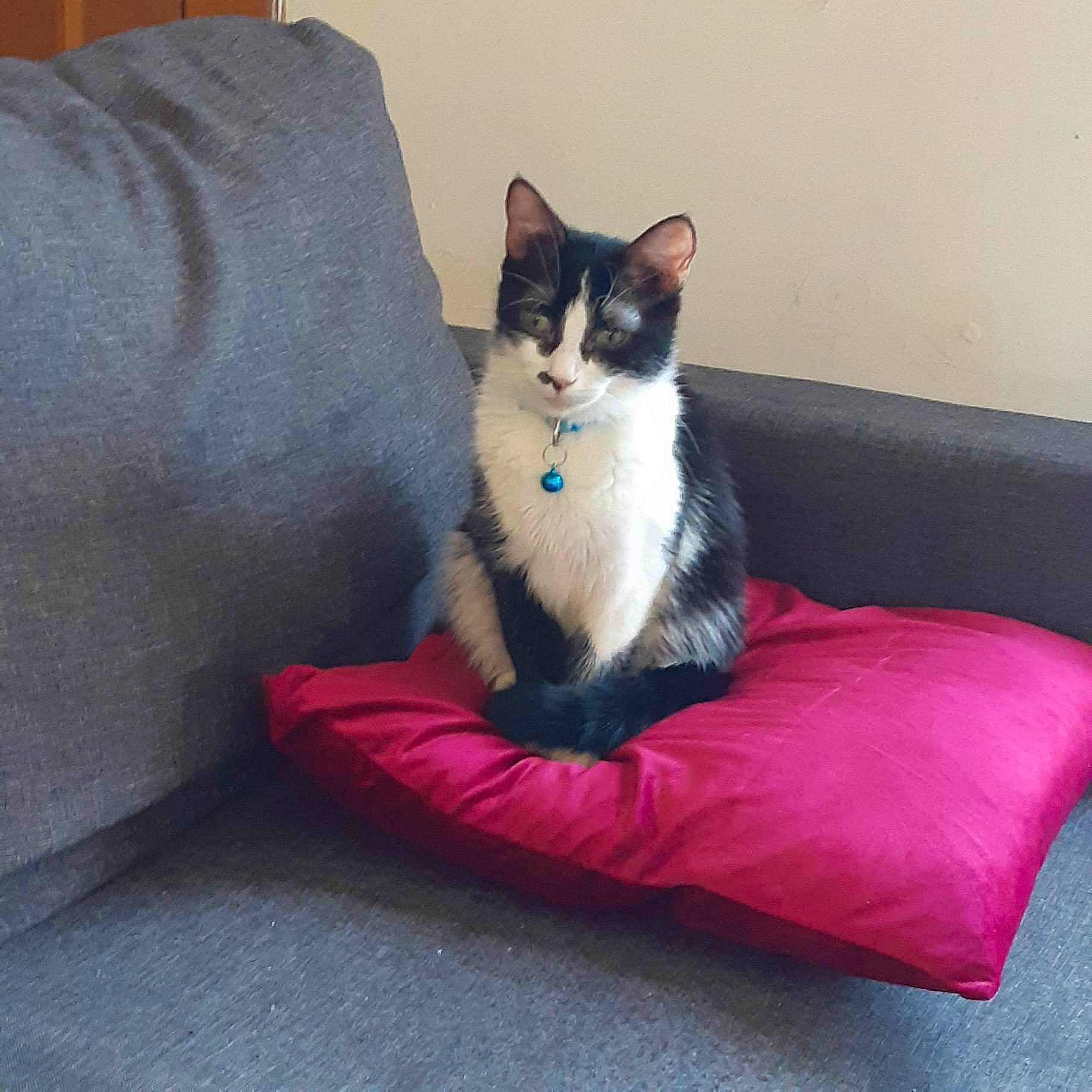 Iris participe au concours pour gagner de l'argent avec cette photo : carnivore, cat, cat_supply, comfort, couch, domestic_short_haired_cat, electric_blue, felidae, fur, grey, living_room, magenta, paw, room, sitting, small_to_medium_sized_cats, snout, tail, tree, whiskers